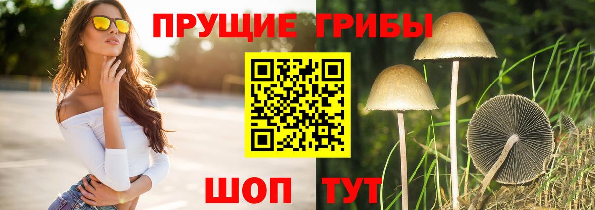 Псилоцибиновые грибы Psilocybe  Ахтубинск 